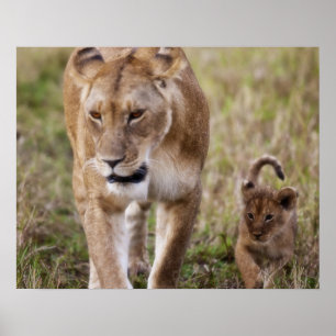 Poster Lionne avec son petit