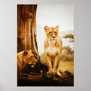 Poster Lionne deux par l'arbre