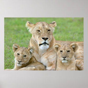 Poster Lionne et deux petits, Afrique de l'Est, Tanzanie,