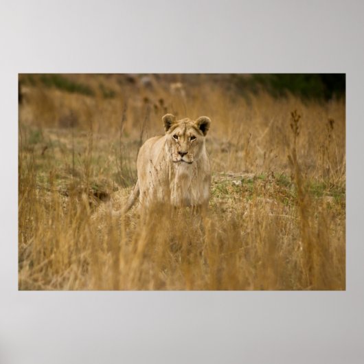 POSTER LIONNEUR DANS LA GRASSE (Devant)