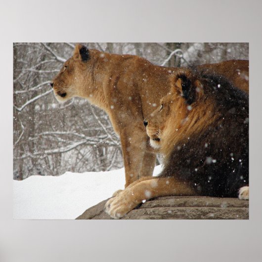 Poster Lions (Devant)