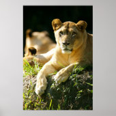 Poster Lions (Devant)