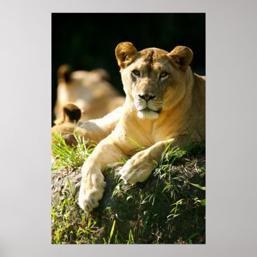 Poster Lions (Devant)