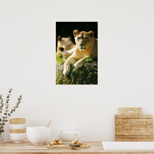 Poster Lions (Cuisine)