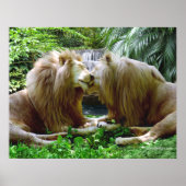 Poster Lions affectueux (Devant)