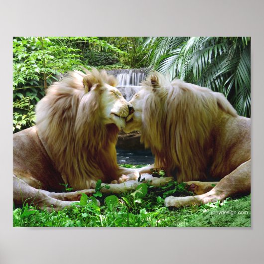 Poster Lions Affectueux (Devant)