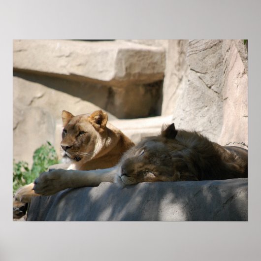 Poster Lions africaines (Devant)