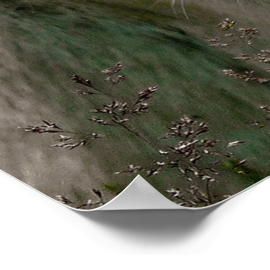 POSTER LIONS BLANCS (Coin)