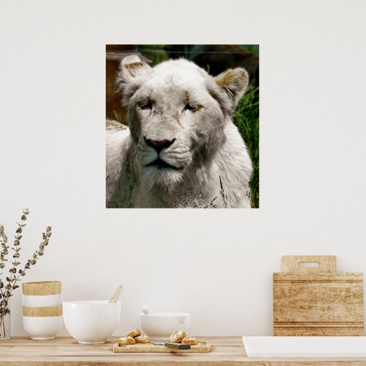 POSTER LIONS BLANCS (Cuisine)