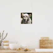 POSTER LIONS BLANCS (Cuisine)