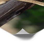 Poster Lions couchés sur la branche de l'arbre, Kenya, Af (Coin)