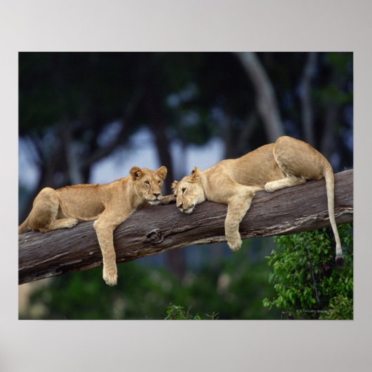 Poster Lions couchés sur la branche de l'arbre, Kenya, Af (Devant)
