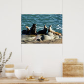 Poster Lions de la mer de San Diego (Cuisine)