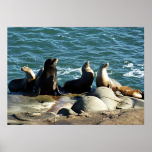 Poster Lions de la mer de San Diego