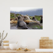 Poster Lions de mer Steller - Imprimantes d'art (Cuisine)