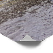 Poster Lions de mer Steller - Imprimantes d'art (Coin)