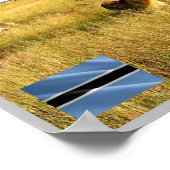 Poster LIONS Delta de l'Okavango - (Coin)