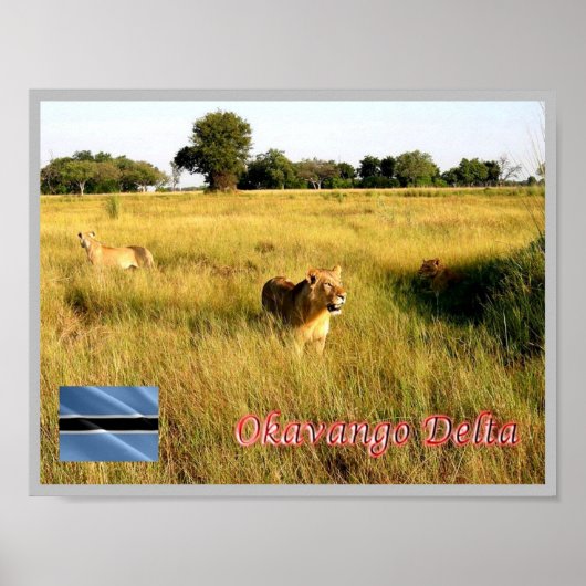 Poster LIONS Delta de l'Okavango - (Devant)