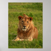 Poster Lions Eyes (Devant)