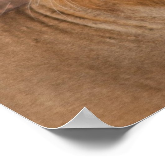 Poster Lions in Love (Coin)