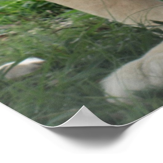 Poster Lions-Lèvres en Afrique du Sud (Coin)