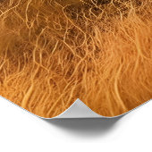 Poster Lions Majestic Parcourant Le Champ Verdoyant (Coin)