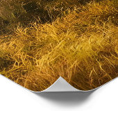 Poster Lions majestueux parcourant la savane (Coin)