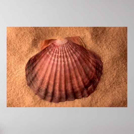 Poster Lions Paw (Devant)