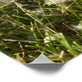 Poster Liquide de saule de coton (Coin)