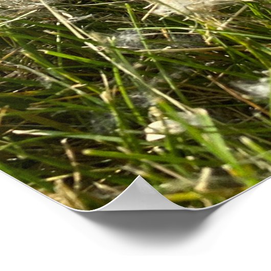 Poster Liquide de saule de coton (Coin)