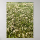 Poster Liquide de saule de coton (Devant)