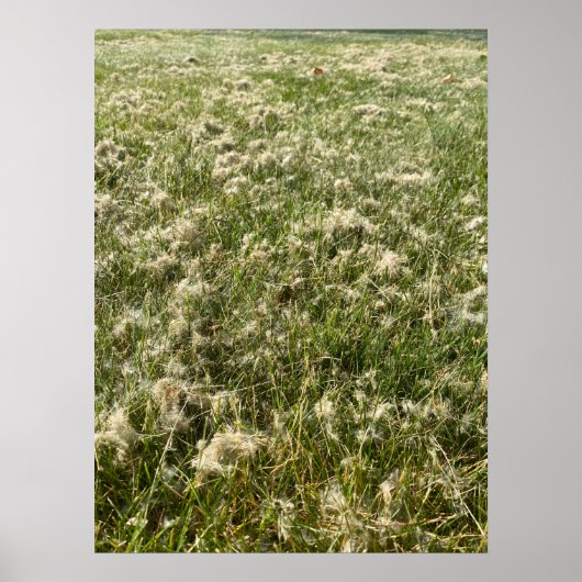 Poster Liquide de saule de coton (Devant)