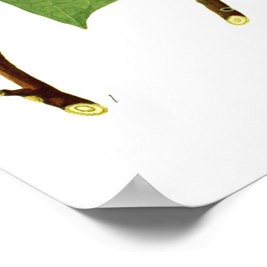 Poster Liriodendron tulipifera (Coin)