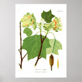 Poster Liriodendron tulipifera (Devant)