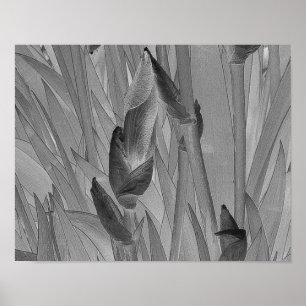 Poster L'iris blanc noir fleurit l'affiche originale