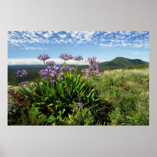 Poster Lis africain (Agapanthus praecox), Mossel Bay