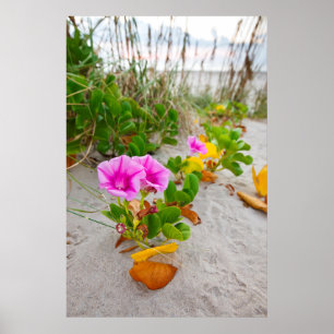 Poster Lis des plages (Ipomoea Stolonifera)