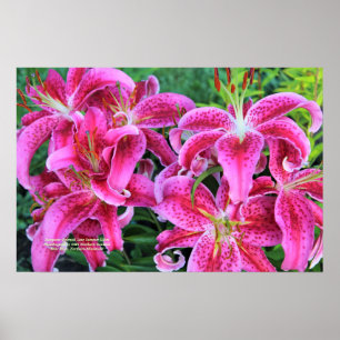 Poster Lis orientaux roses de fin d'été d'astronome