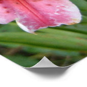 Poster Lis Stargazer Jardin Floral (Coin)