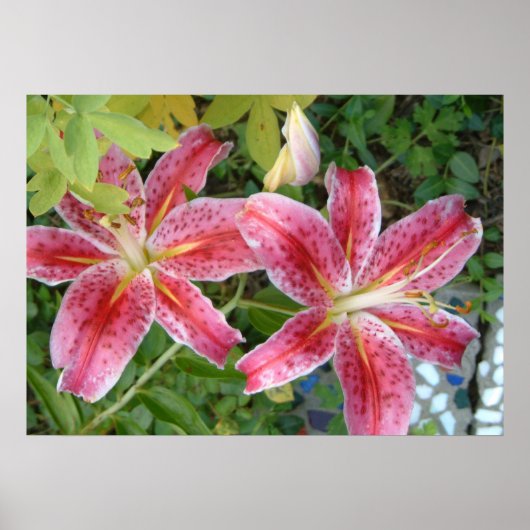 Poster Lis Stargazer Jardin Floral (Devant)