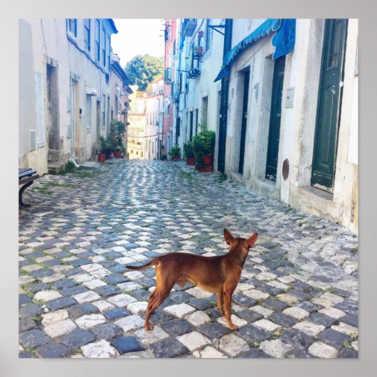 Poster Lisbon Alfama Dog Architecture Photo (Devant)