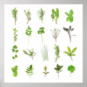Poster Liste des herbes fraîches des herbes les plus cour