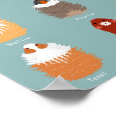 Poster Liste des races de cobayes (Coin)
