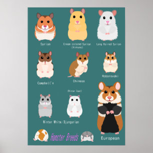Poster Liste des races de hamsters