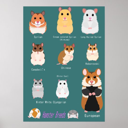 Poster Liste des races de hamsters (Devant)
