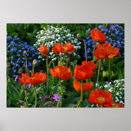 Poster Lit à fleurs coloré avec des coquelicots rouges (Devant)