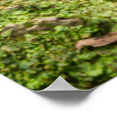 Poster Lit de roche North Wears Creek (Coin)