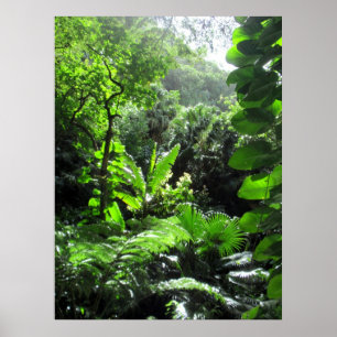 Poster Lit de ruisseau Mānoa