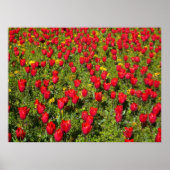 Poster Lit de tulipes (Devant)