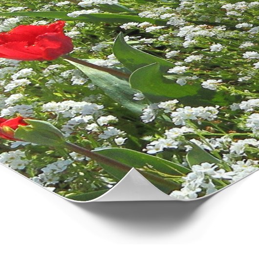 Poster Lit de tulipes (Coin)